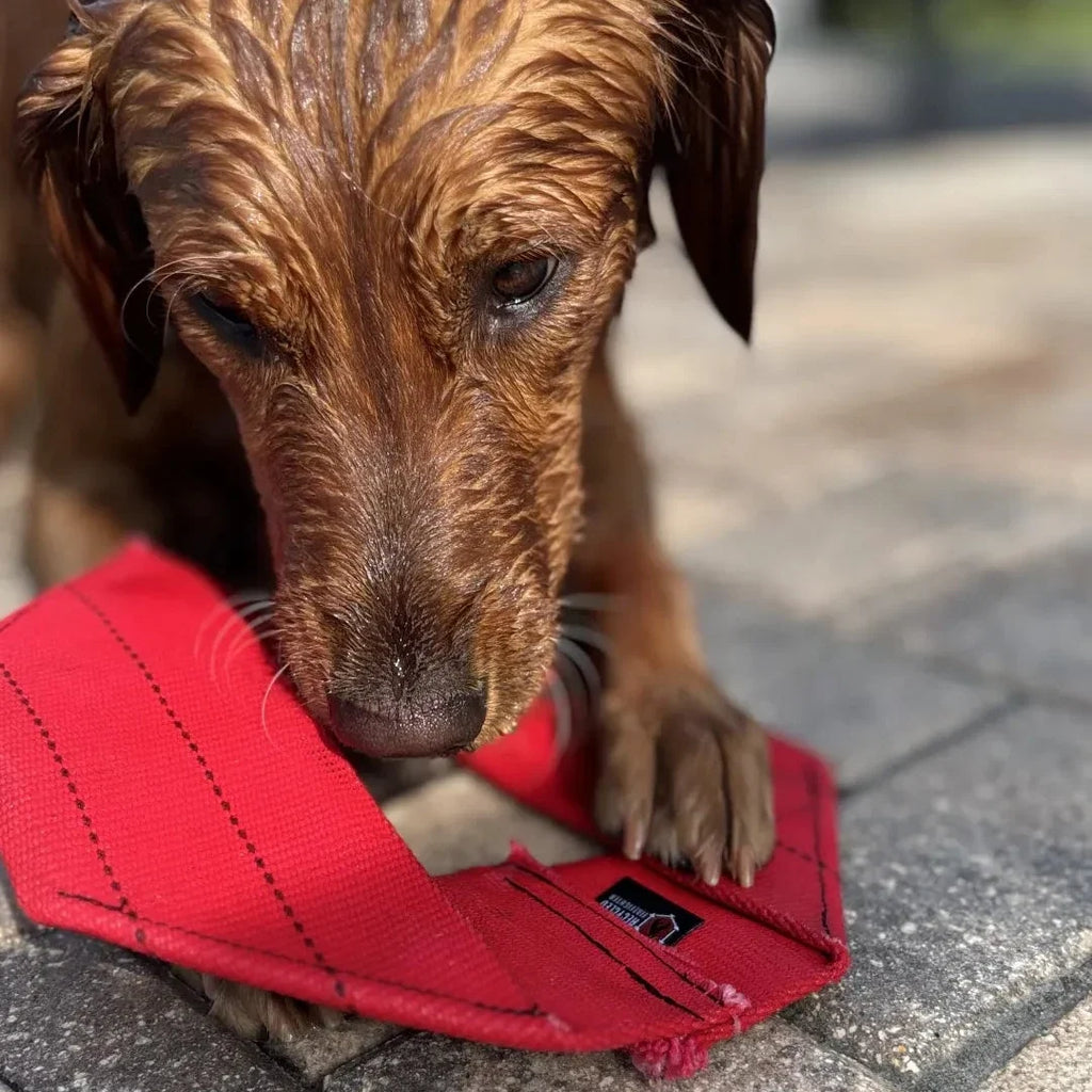 Fire Hose Dog Frisbee – Handmade in the USA – alternate view 9