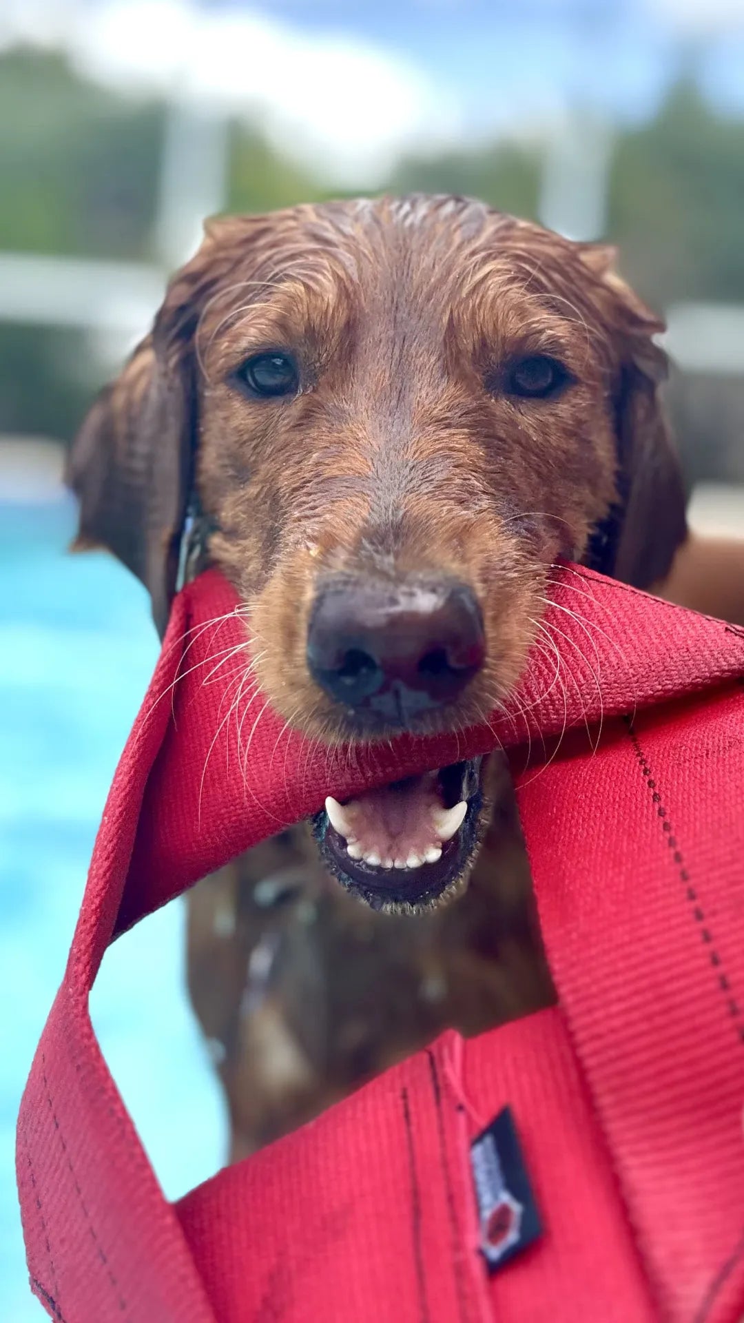 Fire Hose Dog Frisbee – Handmade in the USA – alternate view 10