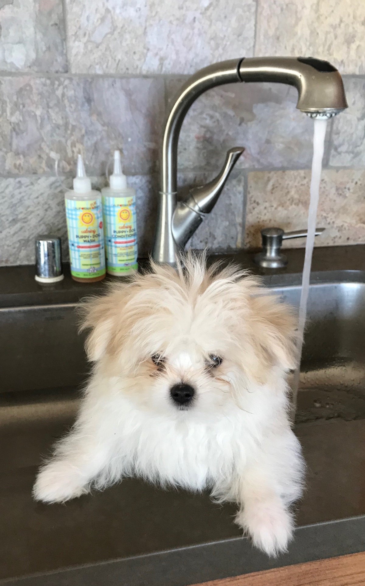 Calming™ Puppy + Dog Wash & Conditioner Set – alternate view 2