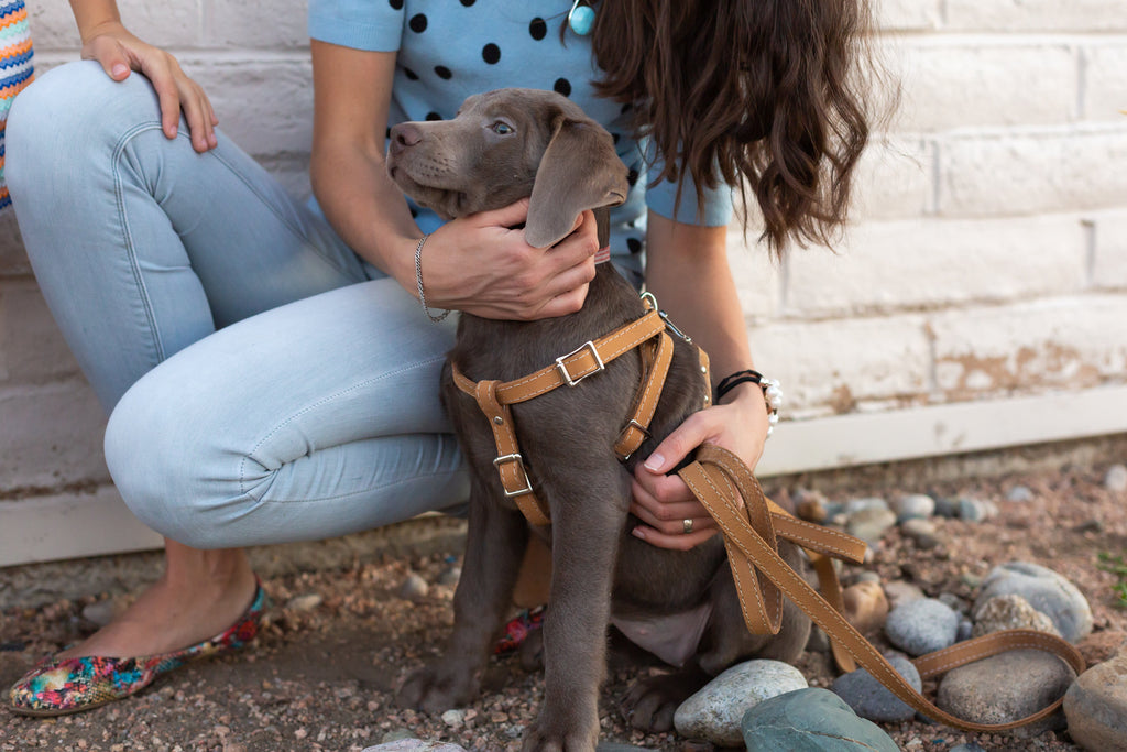 Step In Leather Dog Harness – alternate view 7