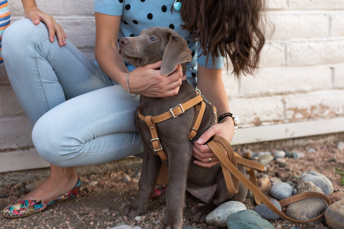 Step In Leather Dog Harness – alternate view 7