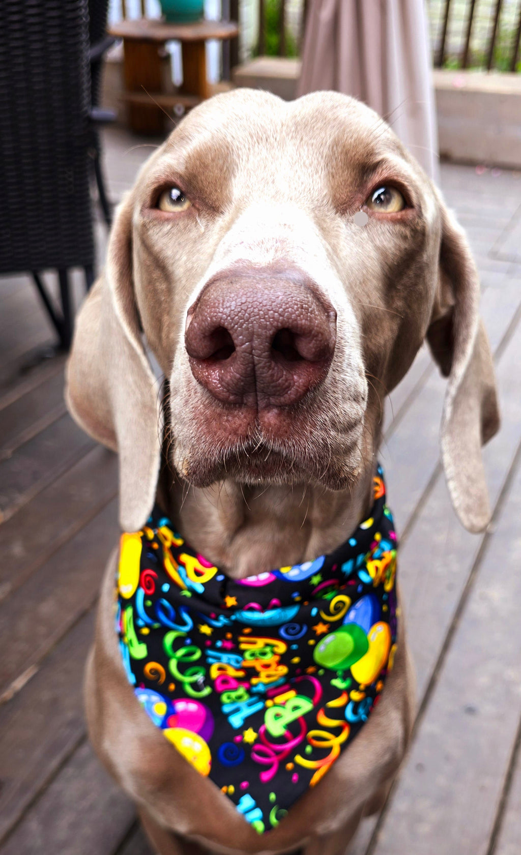 Birthday Dog Bandana – front view