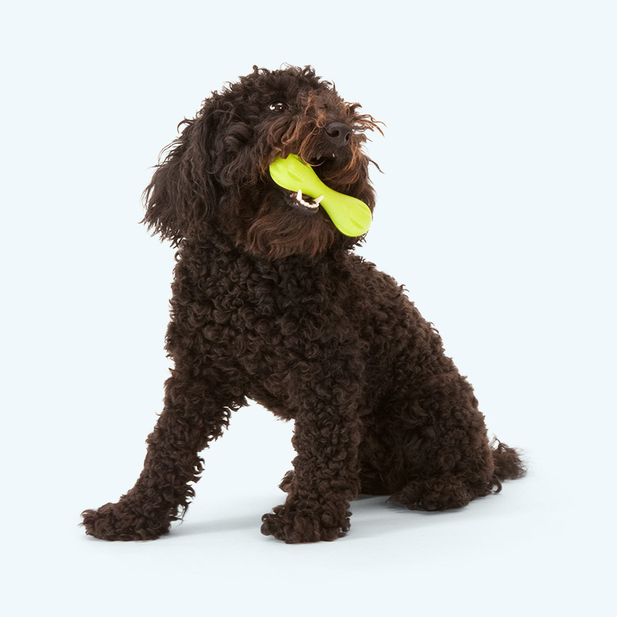 Hurley Dog Chew Toy – Durable – alternate view 5