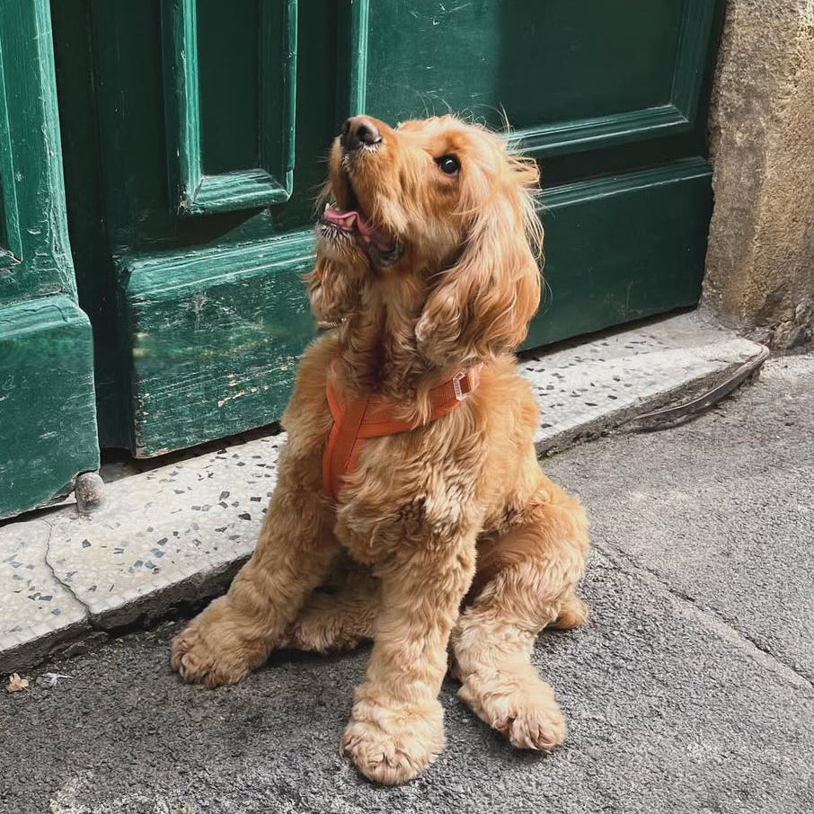 Terracotta Comfort Dog Harness, detail view