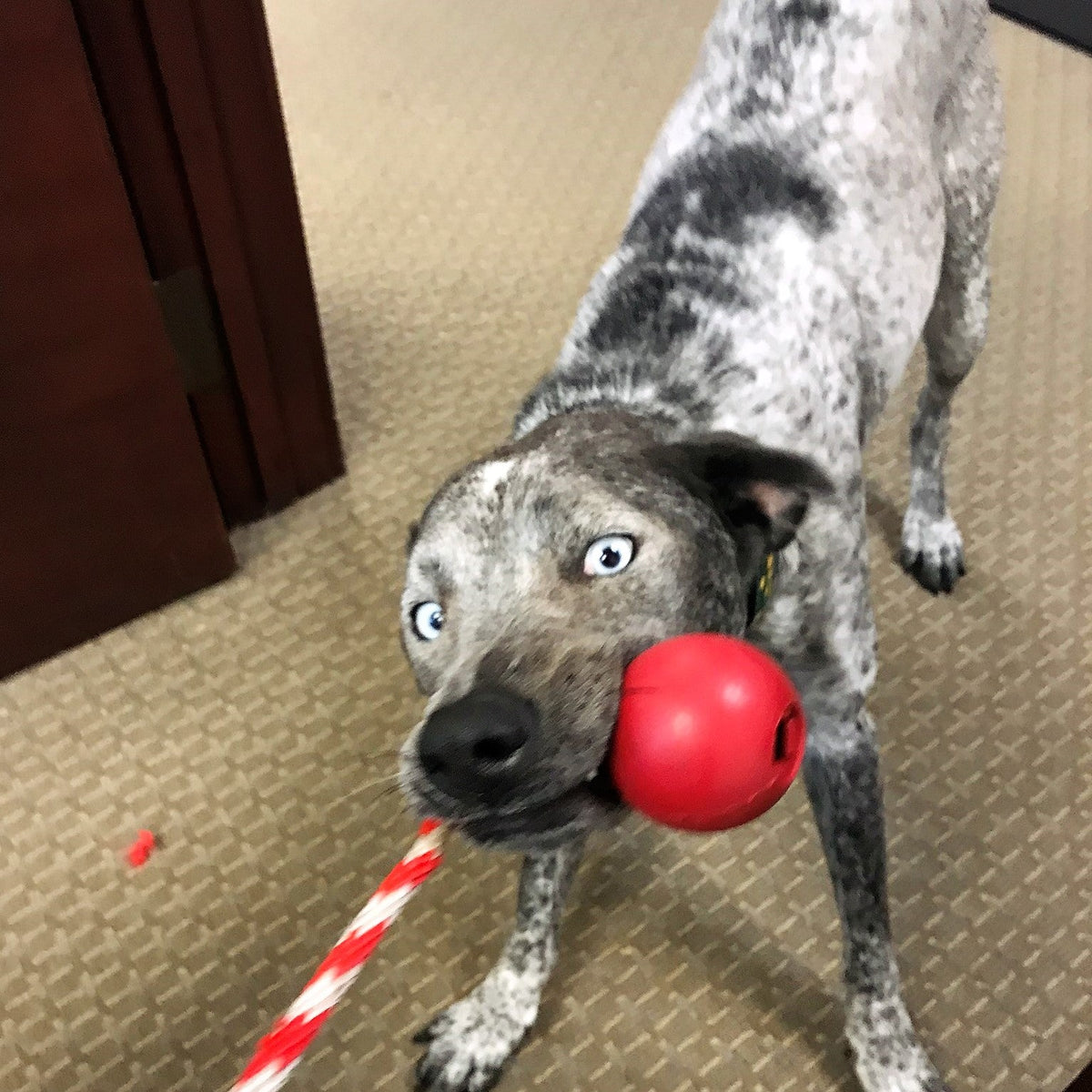 USA-K9 Cherry Bomb Rubber Dog Chew Toy – Reward Toy, USA Made – alternate view 6