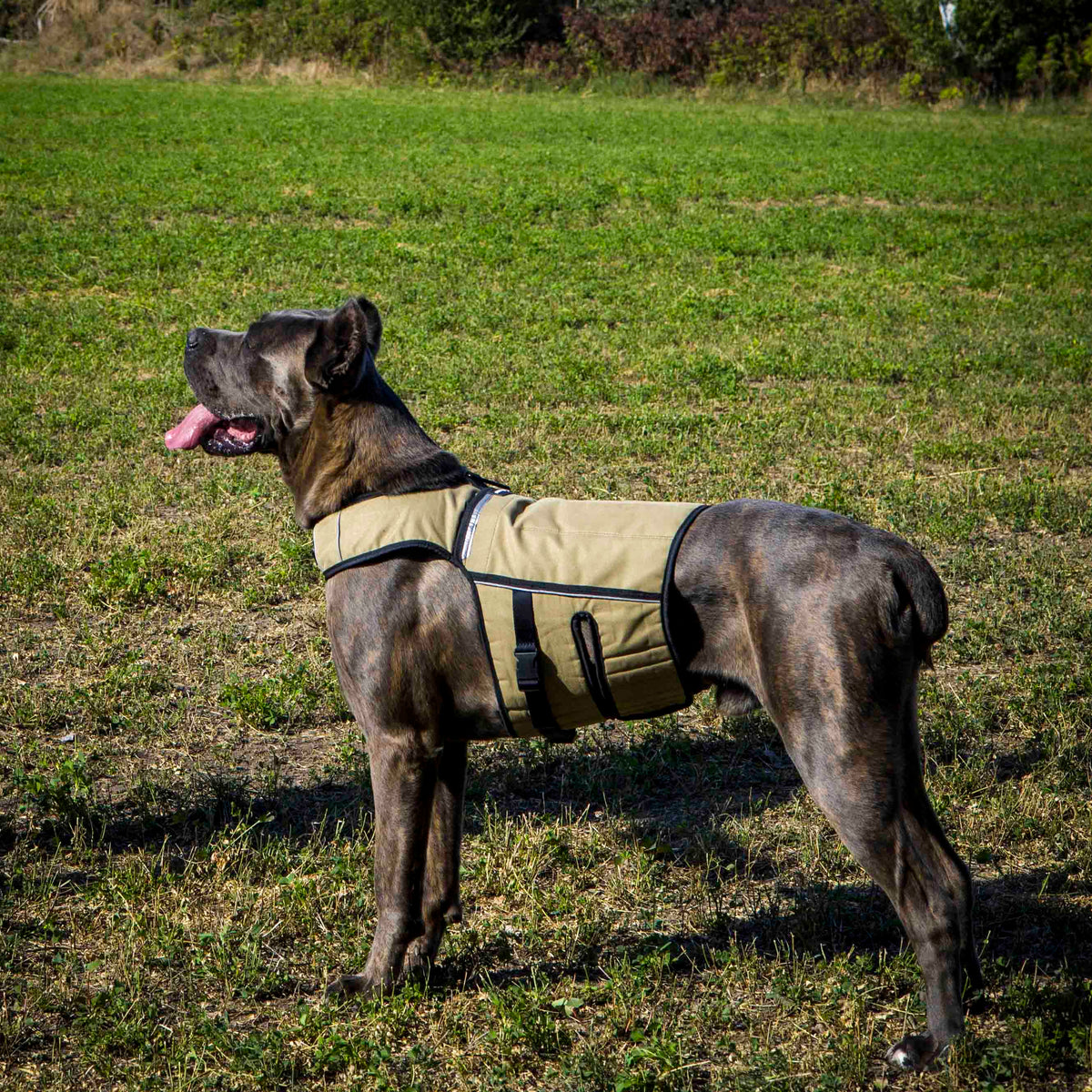 Bestia Dog Sport Weighted Harness – alternate view 7
