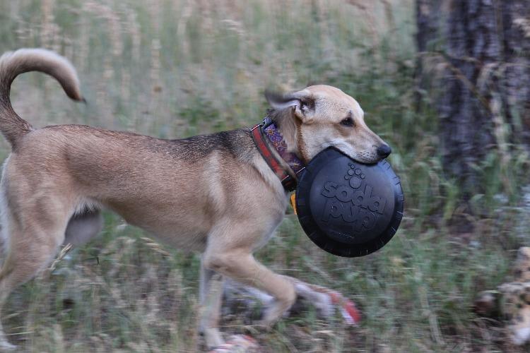 SodaPup Magnum Bottle Top Flyer black rubber frisbee dog toy – photo 9 of 10