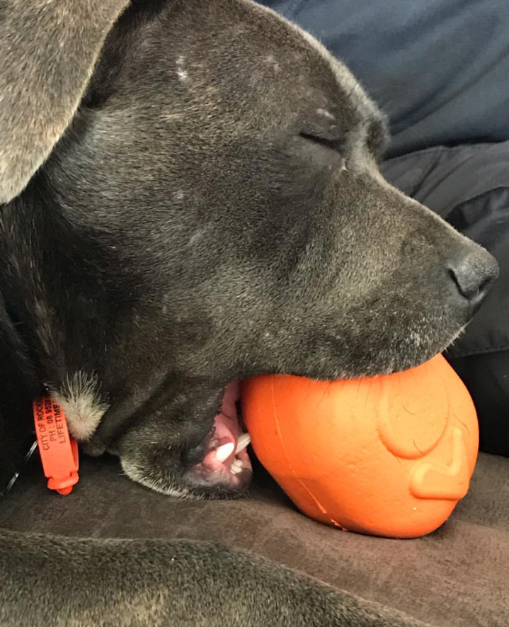 SodaPup Roasted Turkey orange rubber treat dispenser dog toy – photo 5 of 10