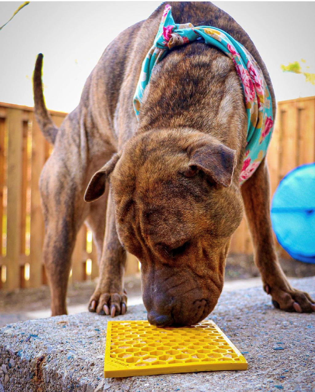 Honeycomb Enrichment Lick Mat for Dogs & Cats – Anxiety Relief – alternate view 5