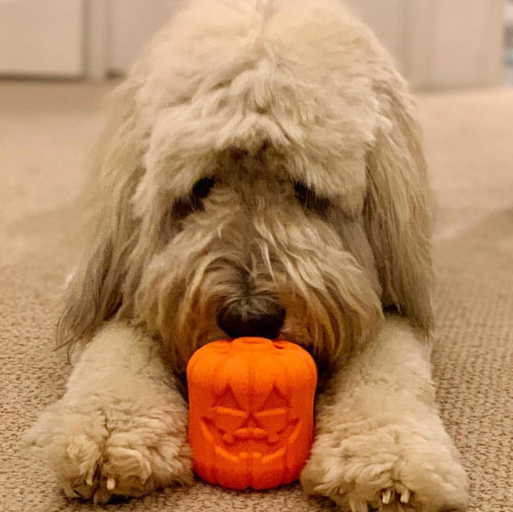 Jack O Lantern Halloween Dog Chew Toy – Large Dogs, USA Made – alternate view 10