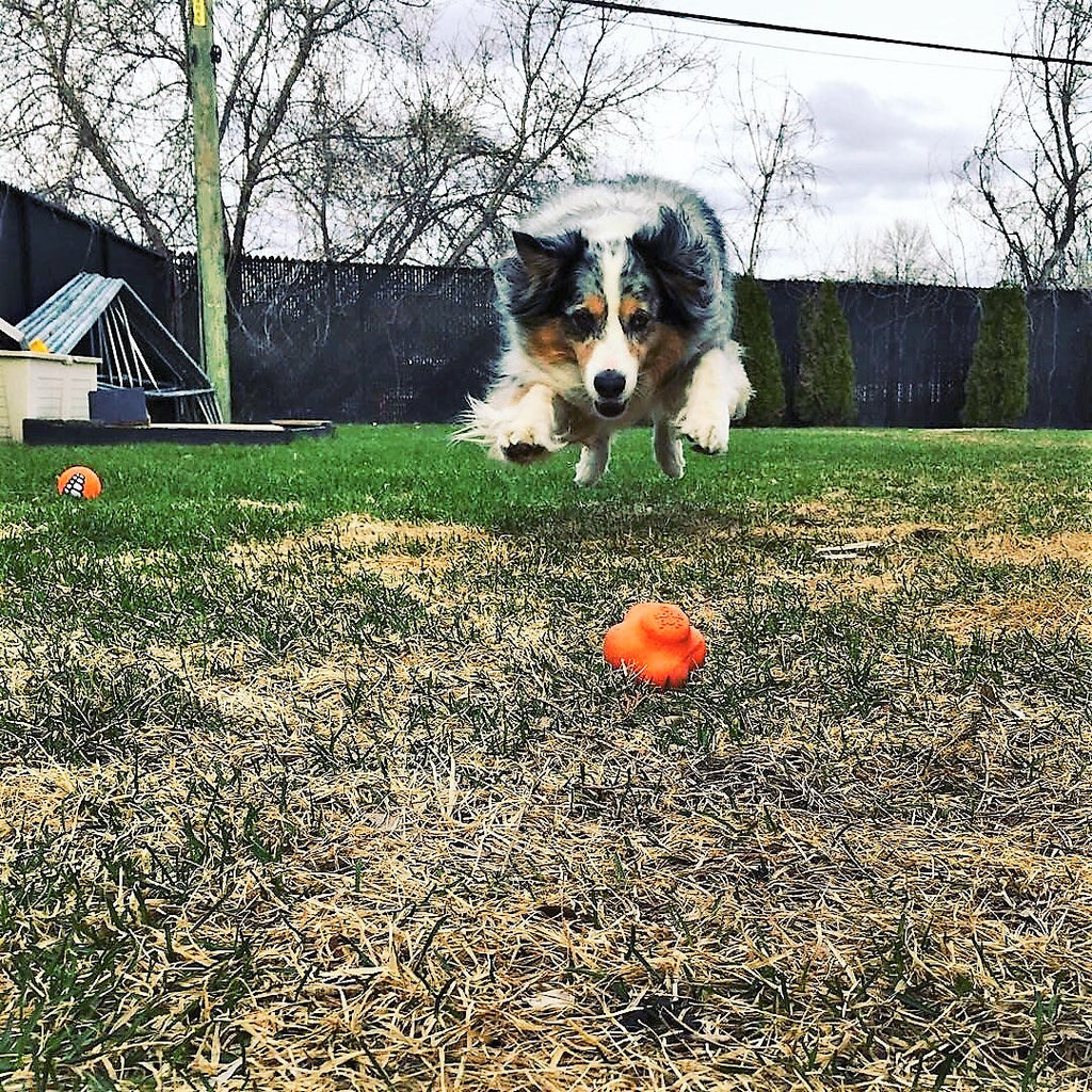 SodaPup Crazy Bounce orange rubber retrieving ball dog toy – photo 7 of 7