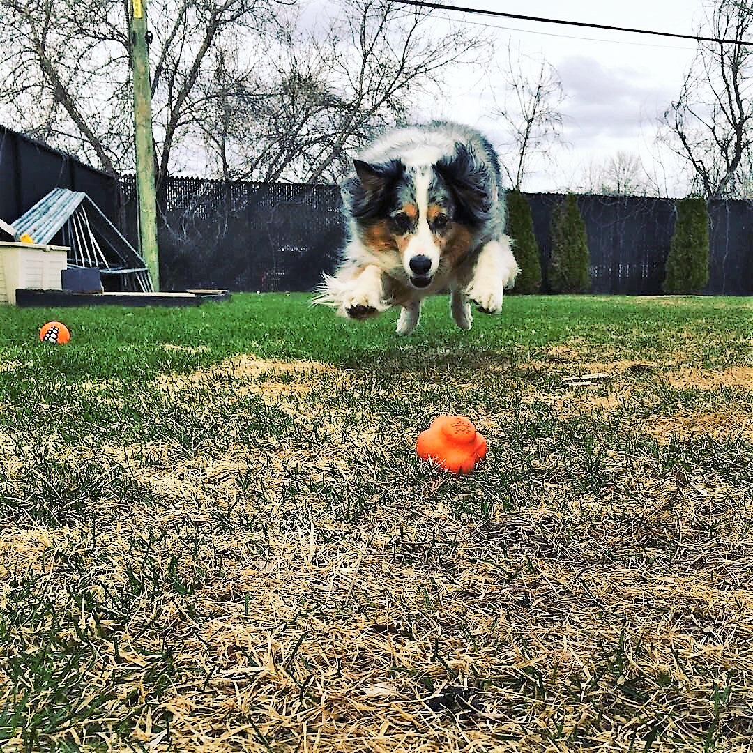 SodaPup Crazy Bounce orange rubber retrieving ball dog toy – photo 7 of 7