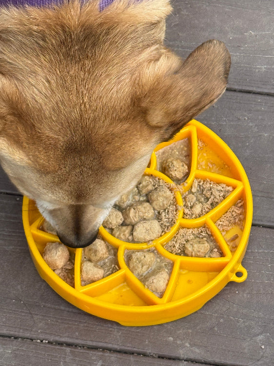 SodaPup Sunflower eTray – Shallow Slow Feeder – alternate view 7