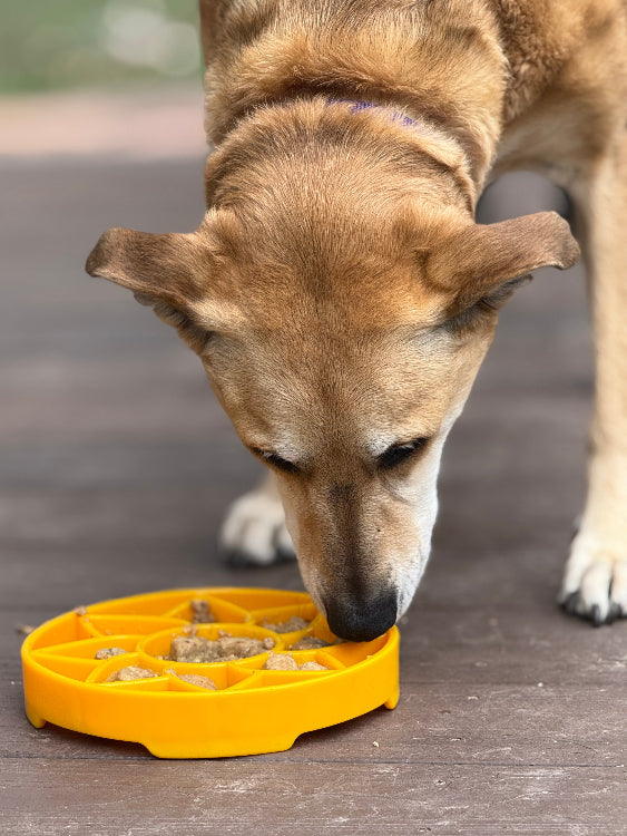 SodaPup Sunflower eTray – Shallow Slow Feeder – alternate view 8