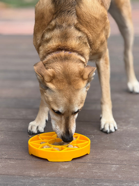 SodaPup Sunflower eTray – Shallow Slow Feeder – alternate view 9