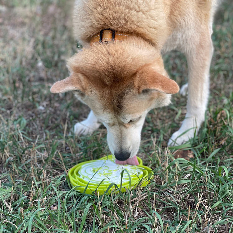 SodaPup Water Frog eTray – Shallow Slow Feeder Dog Bowl, USA Made – alternate view 11