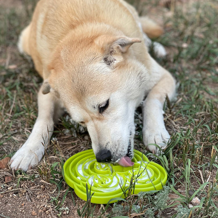 SodaPup Water Frog eTray – Shallow Slow Feeder Dog Bowl, USA Made – alternate view 8