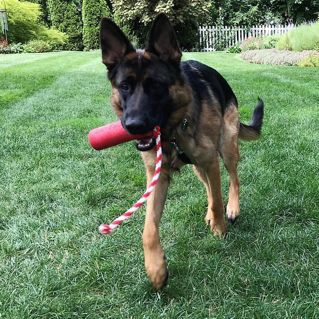 USA-K9 Firecracker red floating rubber training dummy dog toy – photo 6 of 15