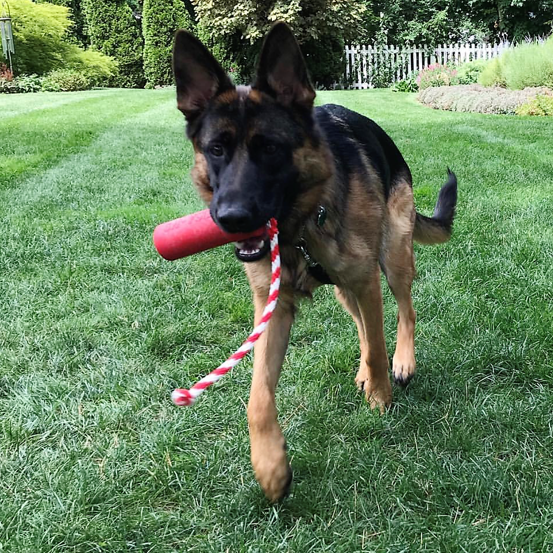 USA-K9 Firecracker red floating rubber training dummy dog toy – photo 6 of 15