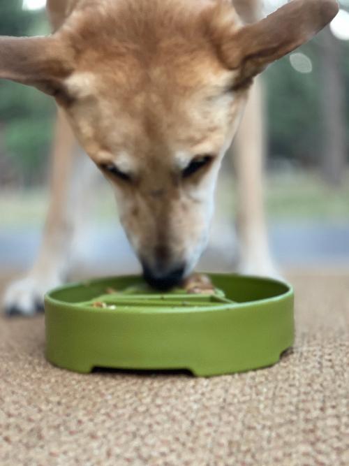 SodaPup Pine Tree eBowl – Deep Slow Feeder Bowl – alternate view 7
