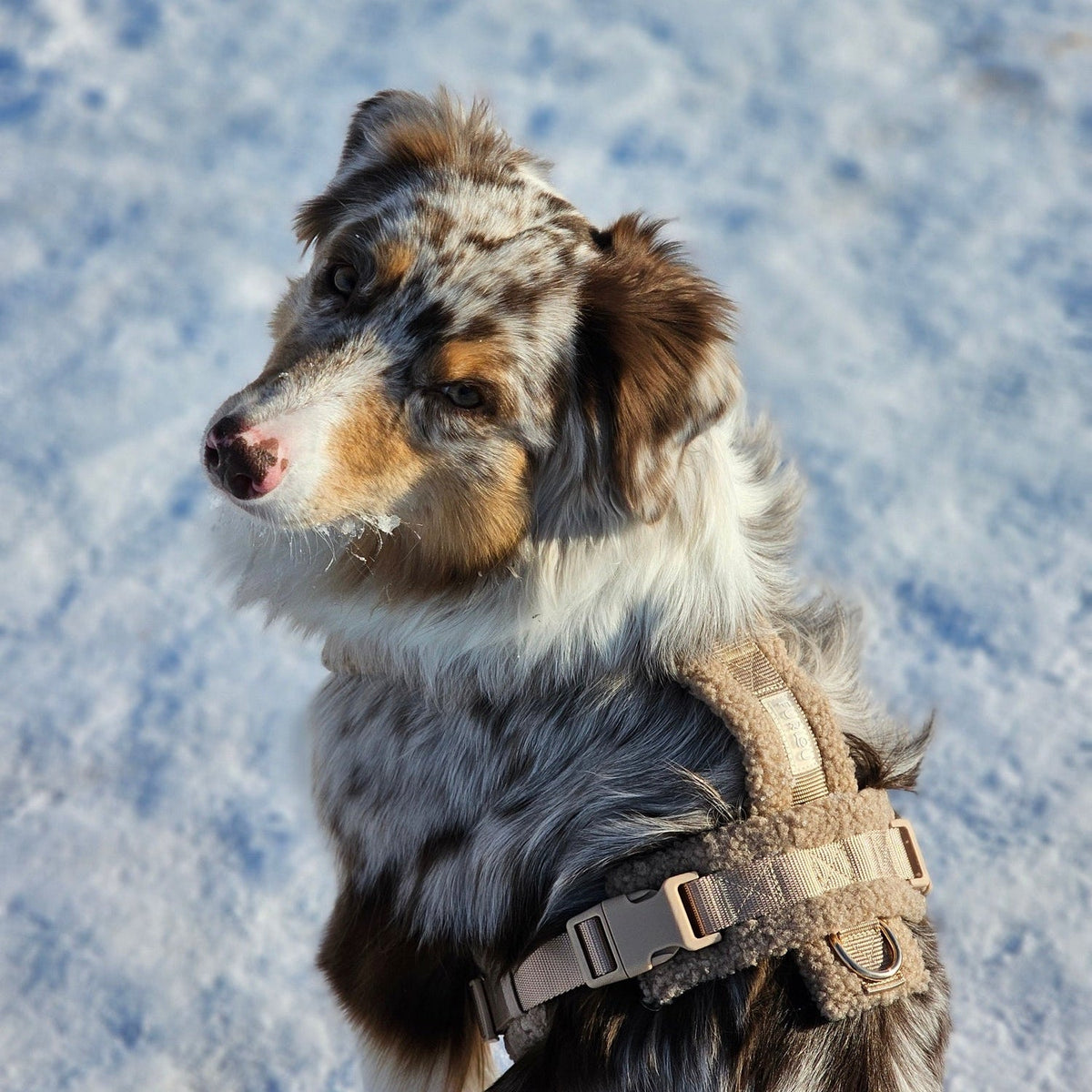 Sand Sherpa Dog Harness, detail view
