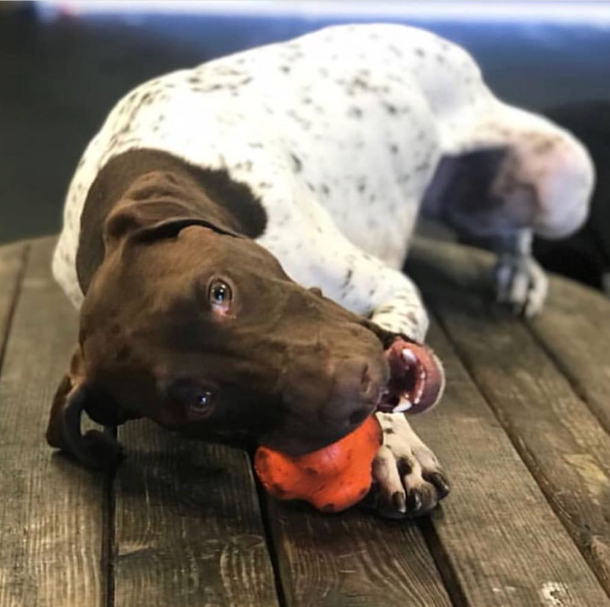SodaPup Crazy Bounce orange rubber retrieving ball dog toy – photo 6 of 7