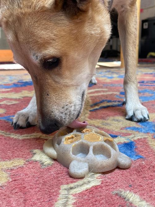 SodaPup Turtle eChew brown nylon chew and enrichment toy – photo 5 of 8