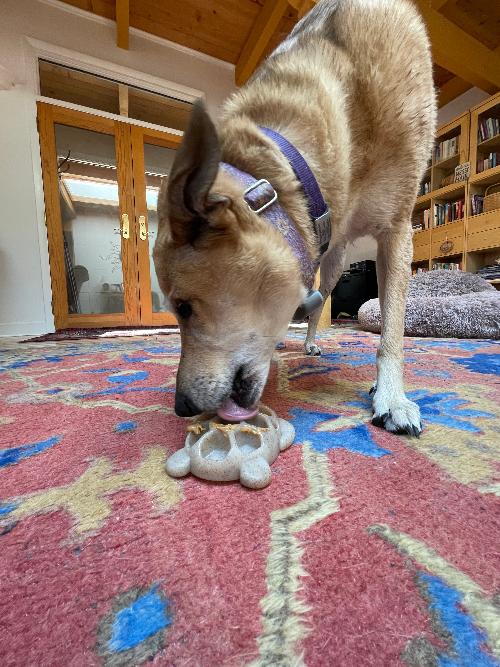 SodaPup Turtle eChew brown nylon chew and enrichment toy – photo 8 of 8