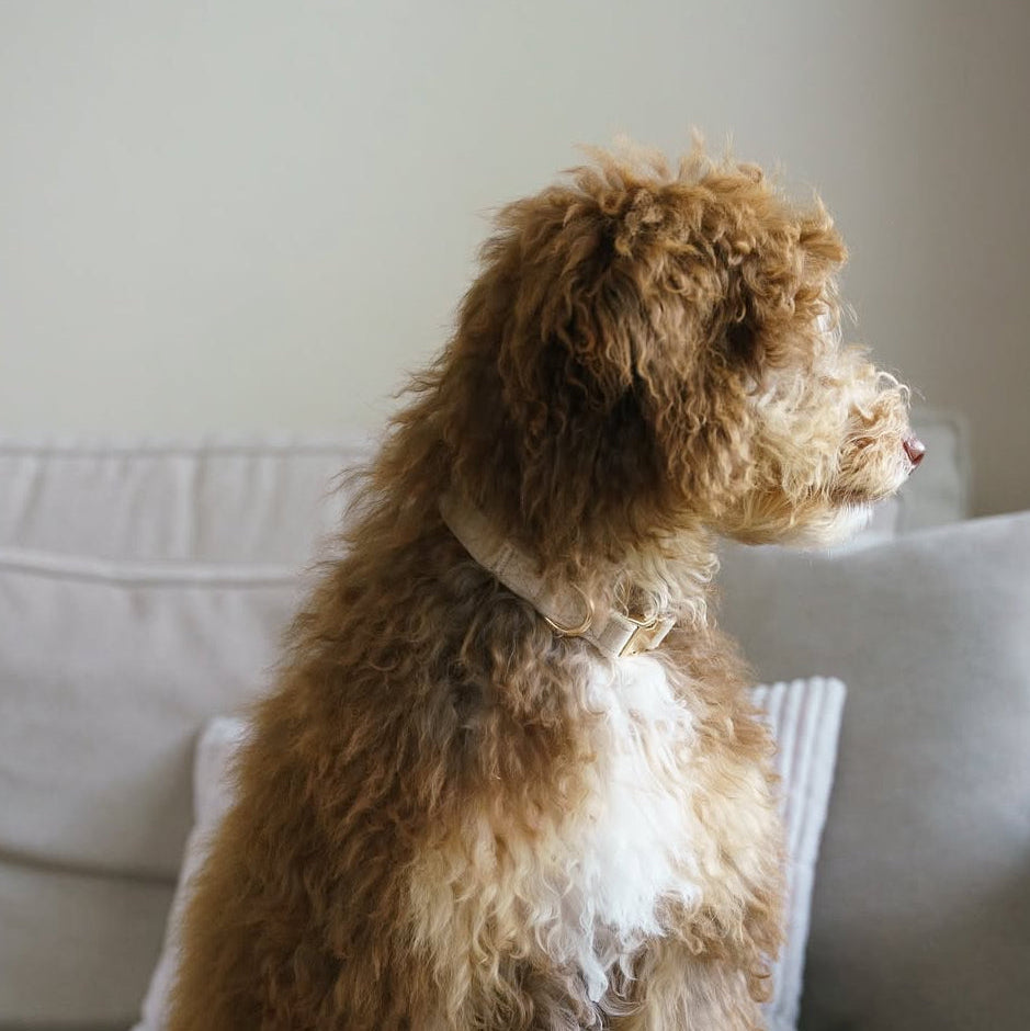 Sand Velvet Dog Collar, side view