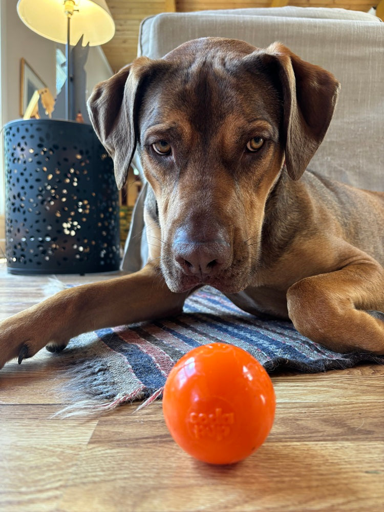 SodaPup Squeak Ball squeaky floating dog toy – photo 14 of 16