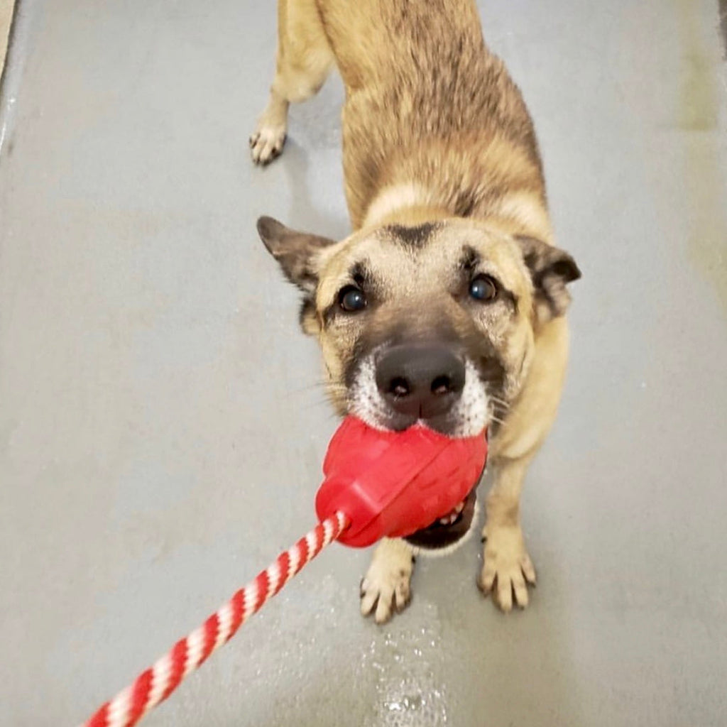 USA-K9 Grenade red rubber reward toy for dogs – photo 5 of 8