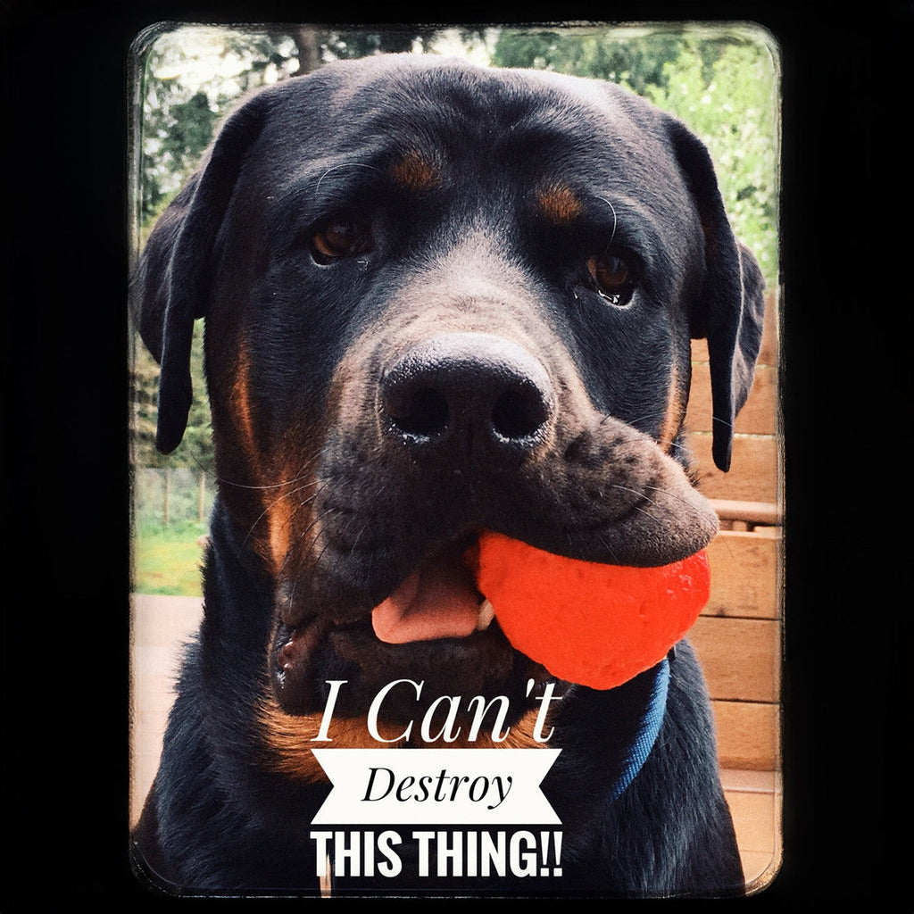 WUNDERball Dog Fetch Toy – alternate view 10