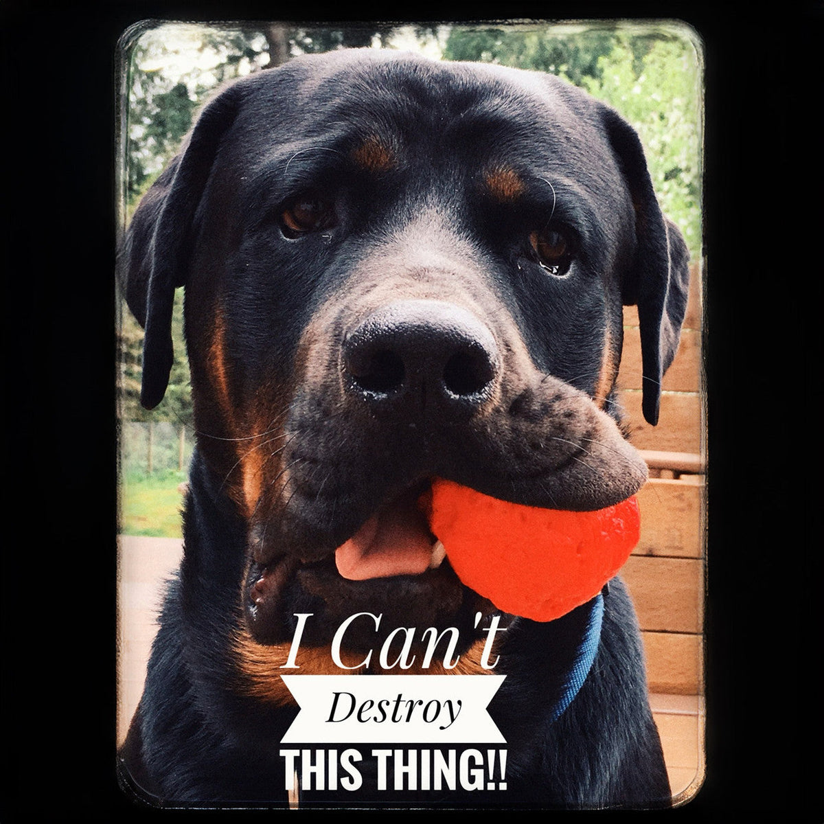 WUNDERball Dog Fetch Toy – alternate view 10