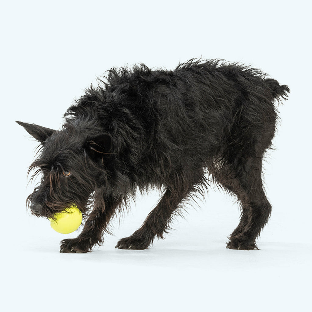 Jive Dog Chew Toy – Durable – alternate view 3