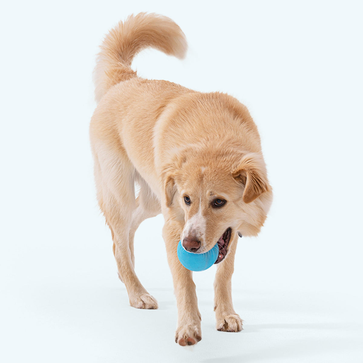 Jive Dog Chew Toy – Durable – alternate view 5