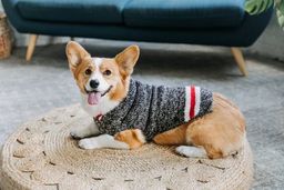 Boyfriend Dog Sweater Black and White Wool with Red Trim – photo 5 of 5