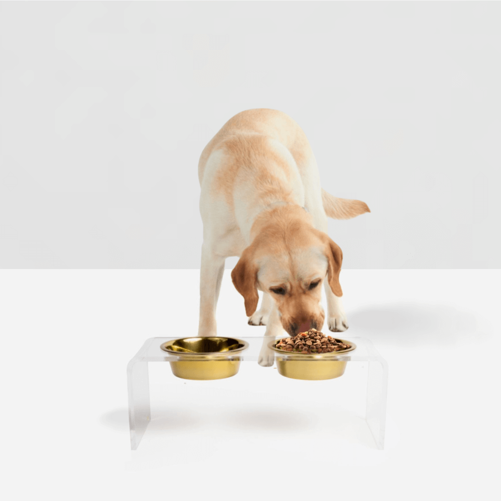 Hiddin Medium Gold Lucite Feeder – Elevated Bowls – alternate view 5