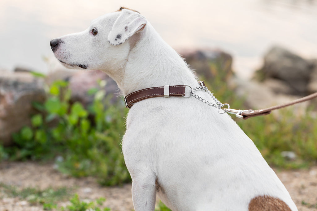Martingale Leather Dog Collar – alternate view 3