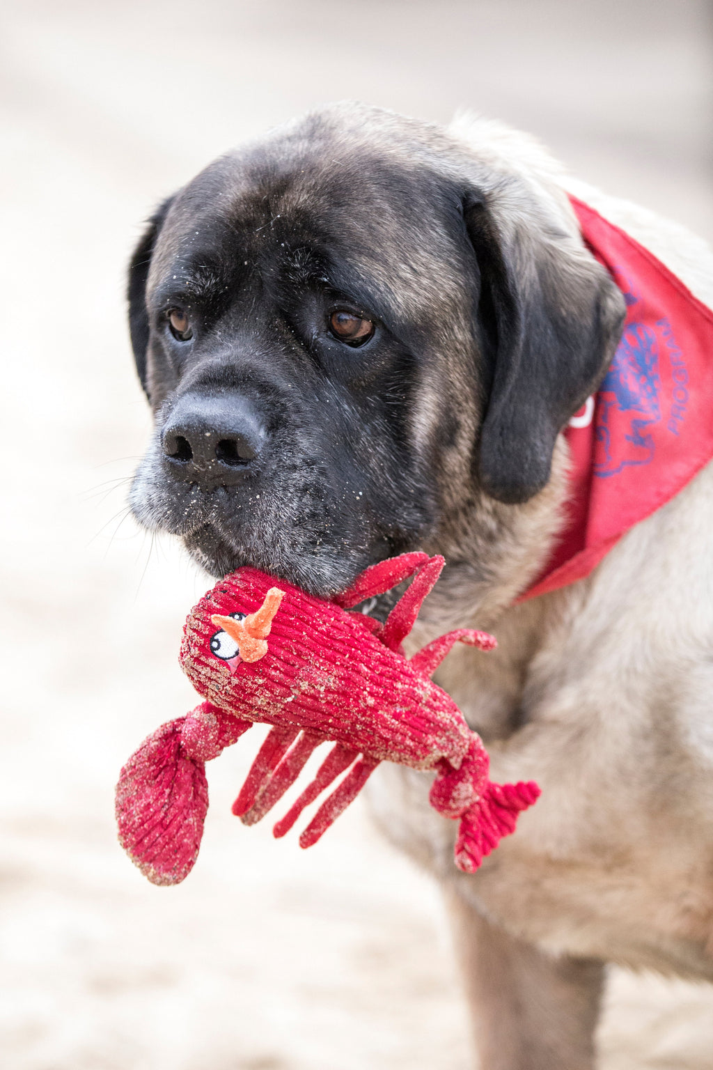 McCraken Lobsta Knottie Plush Dog Toy, view 9