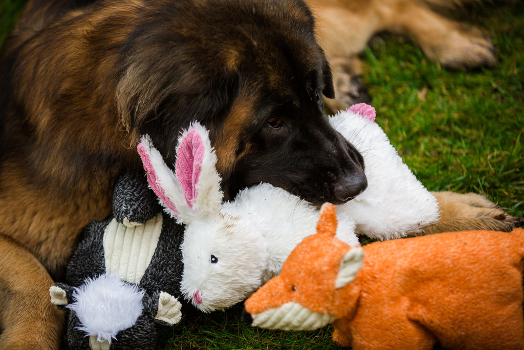 Squooshie Bunny Plush Dog Toy, lifestyle