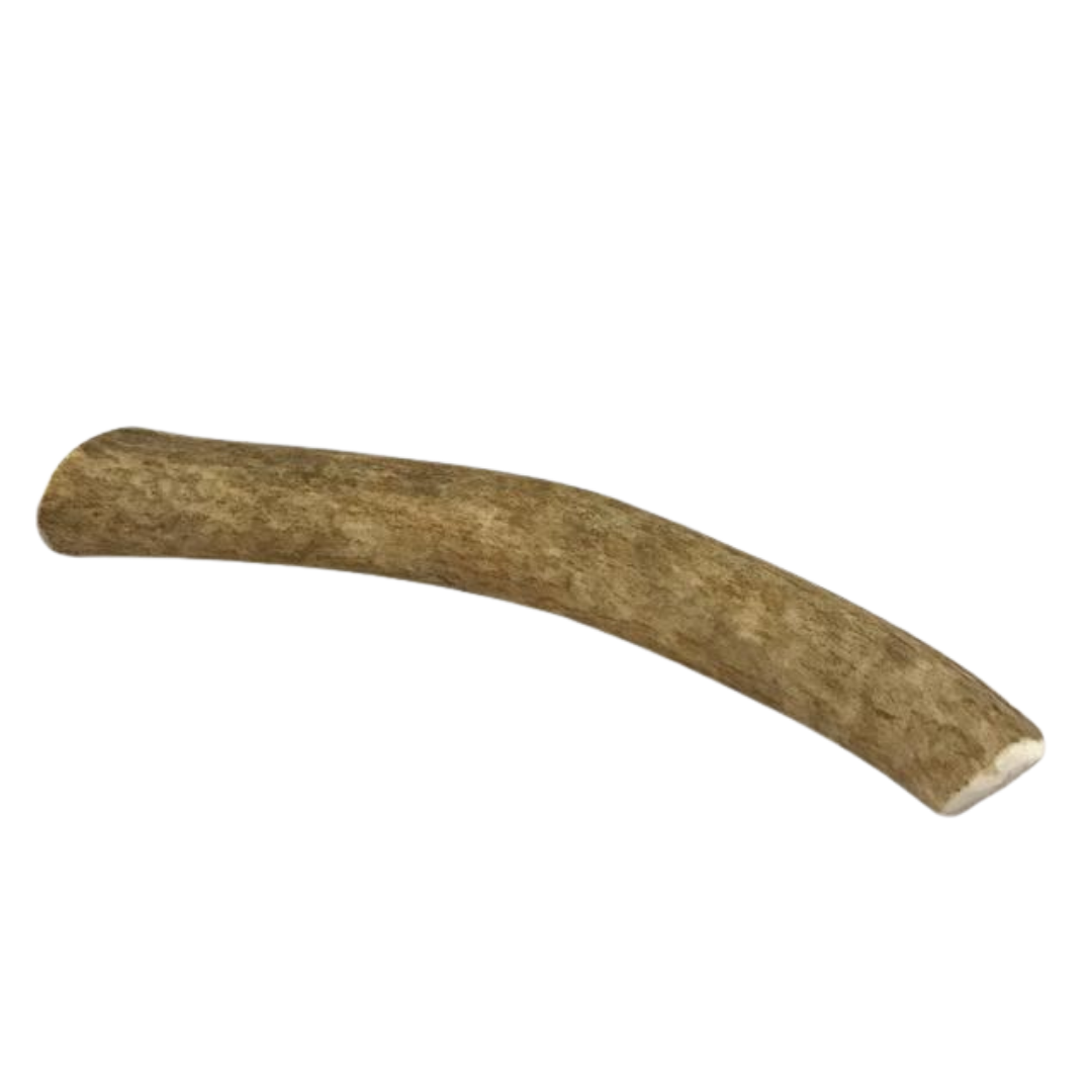 Medium Whole Elk Antler for Dogs  68