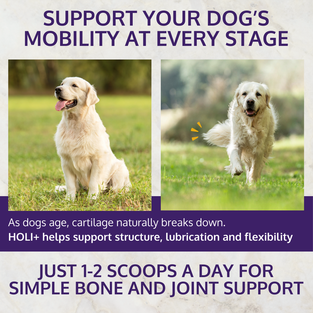HOLI+ Collagen hip and joint support powder for dogs – photo 7 of 10