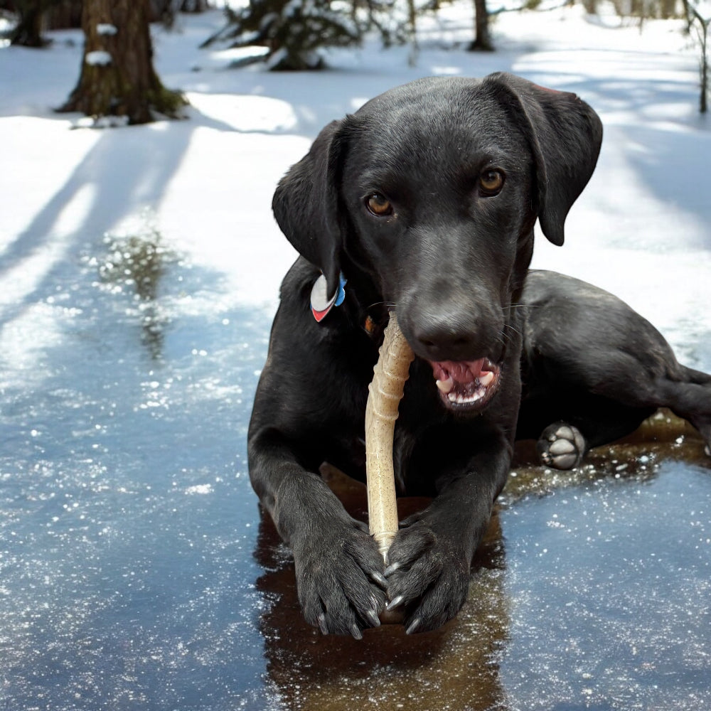 SodaPup Hockey Stick nylon dog chew toy – photo 3 of 9