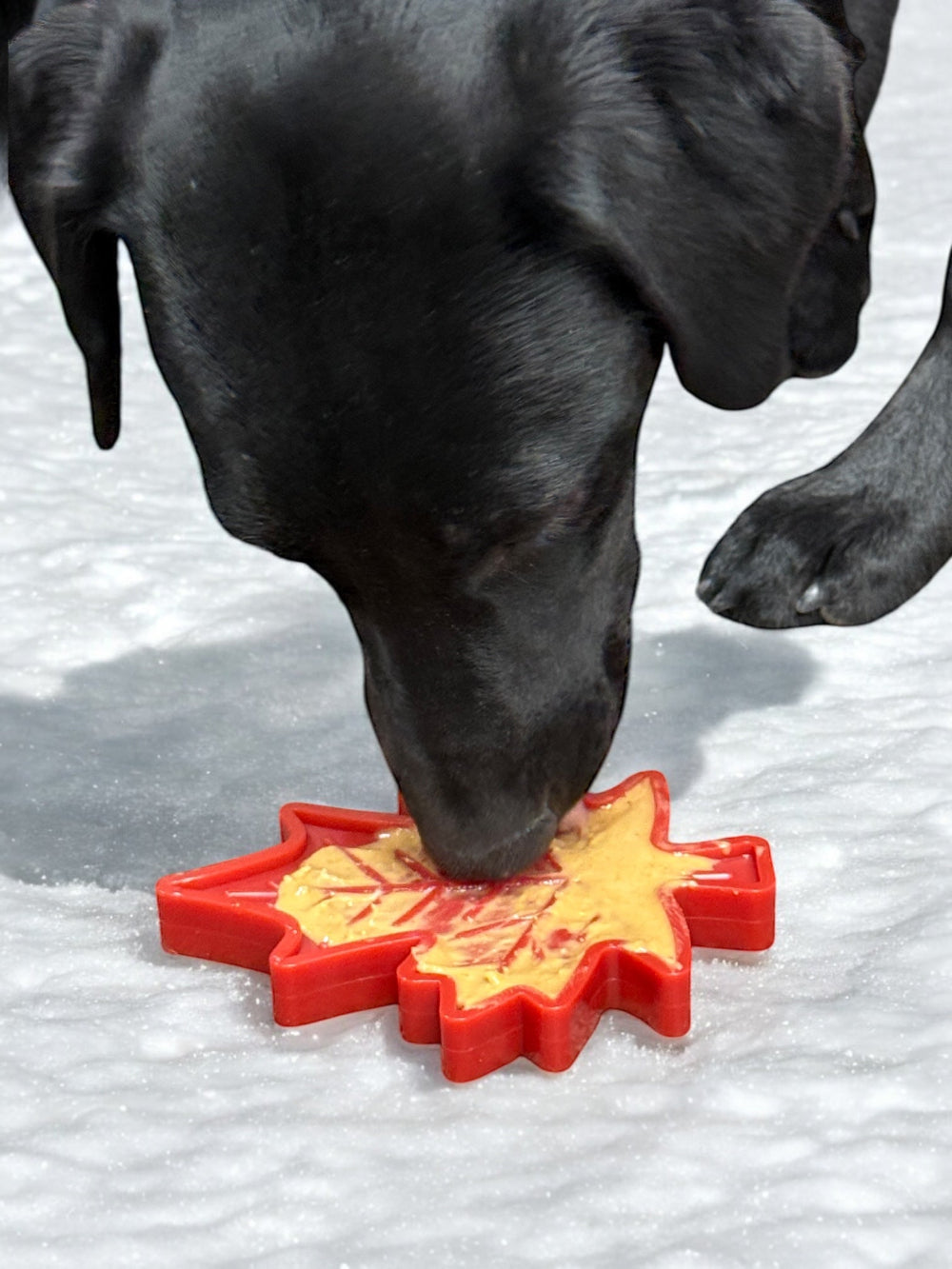 SodaPup Canadian Maple Leaf nylon dog chew toy – photo 7 of 10
