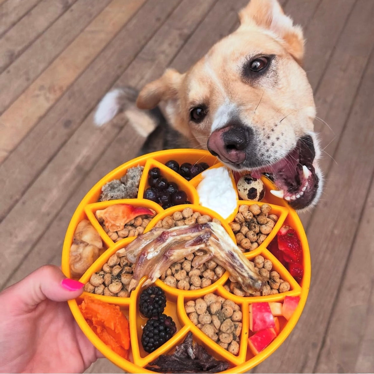 SodaPup Sunflower eTray – Shallow Slow Feeder – alternate view 1