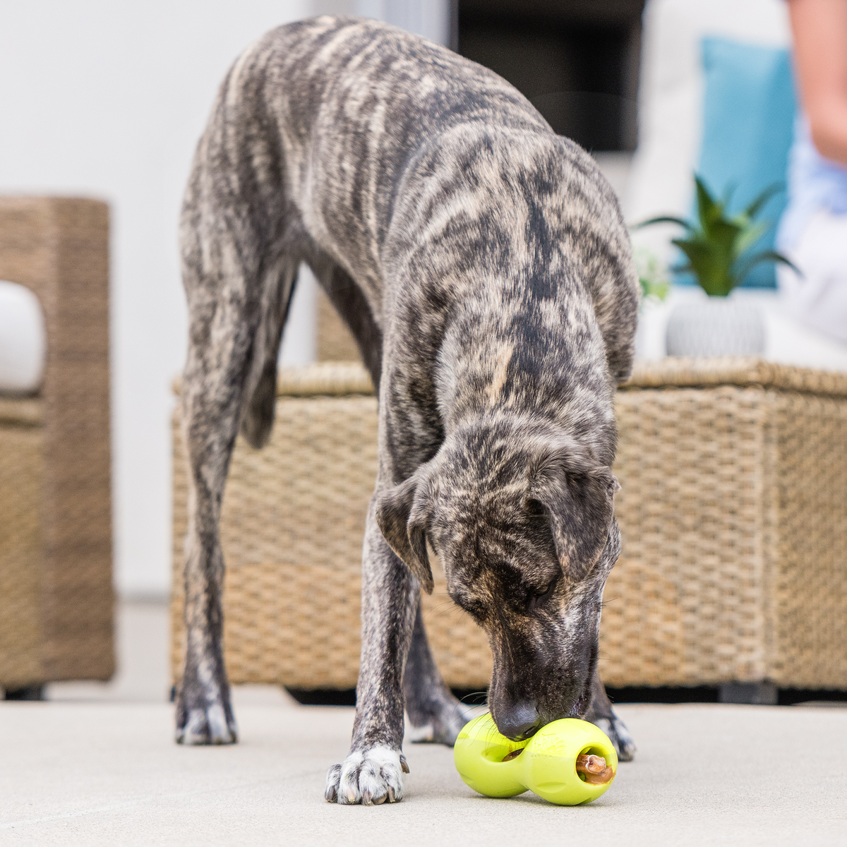 Qwizl Dog Treat Dispensing Toy – alternate view 5
