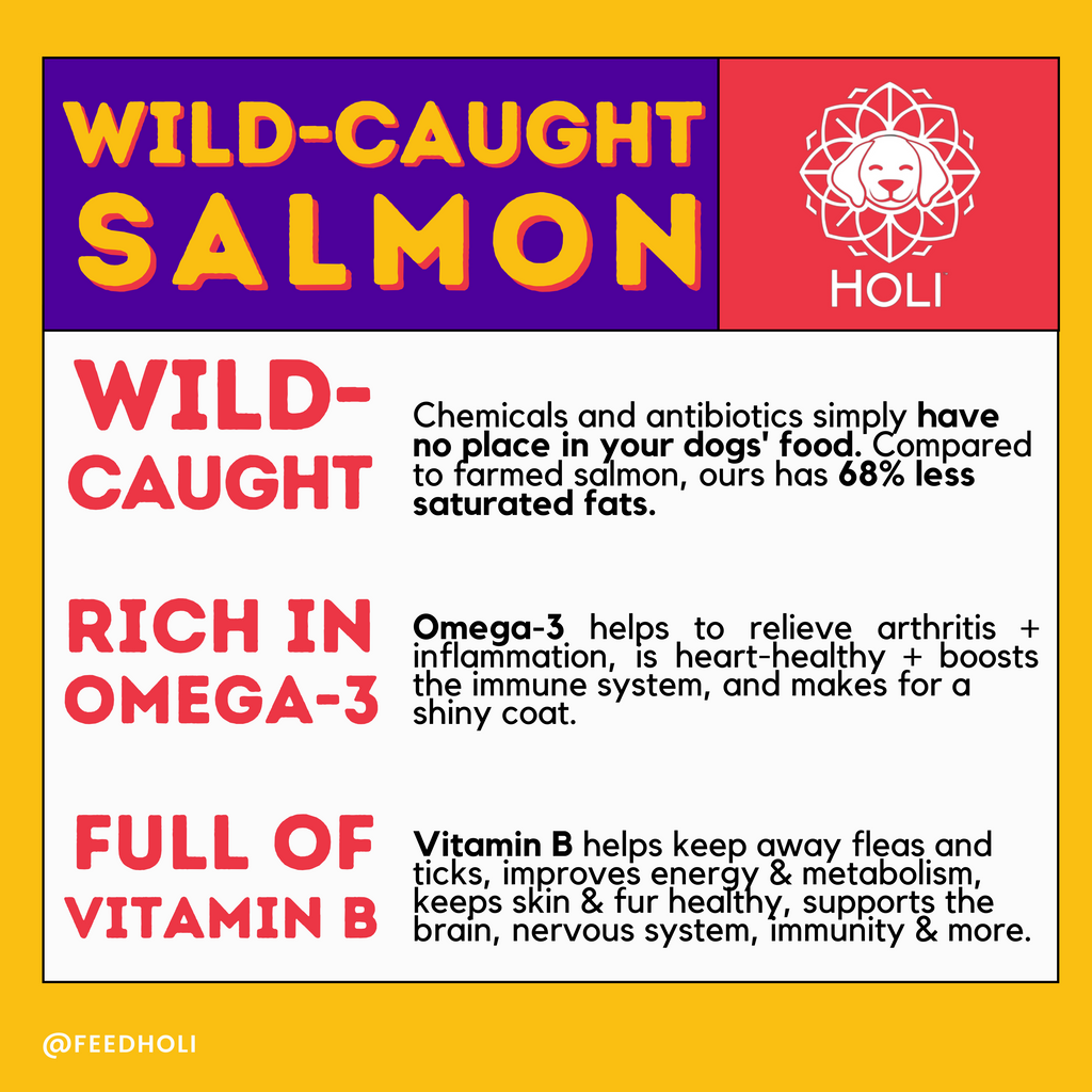 Wild-Caught Salmon Dog Food Topper – Freeze-Dried – alternate view 3