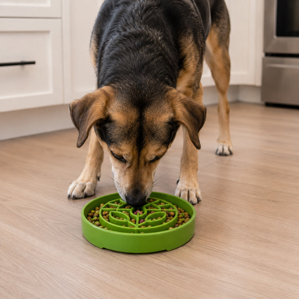 SodaPup Garden eTray – Shallow Slow Feeder Bowl – alternate view 6
