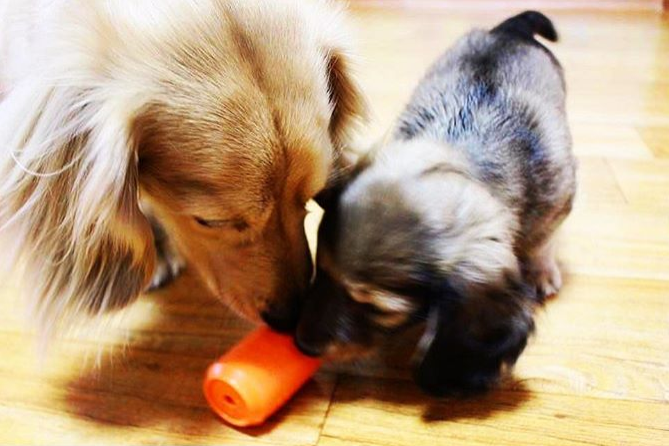Can Toy Rubber Dog Chew Toy – Average Chewers, Treat Dispenser, USA Made – alternate view 12
