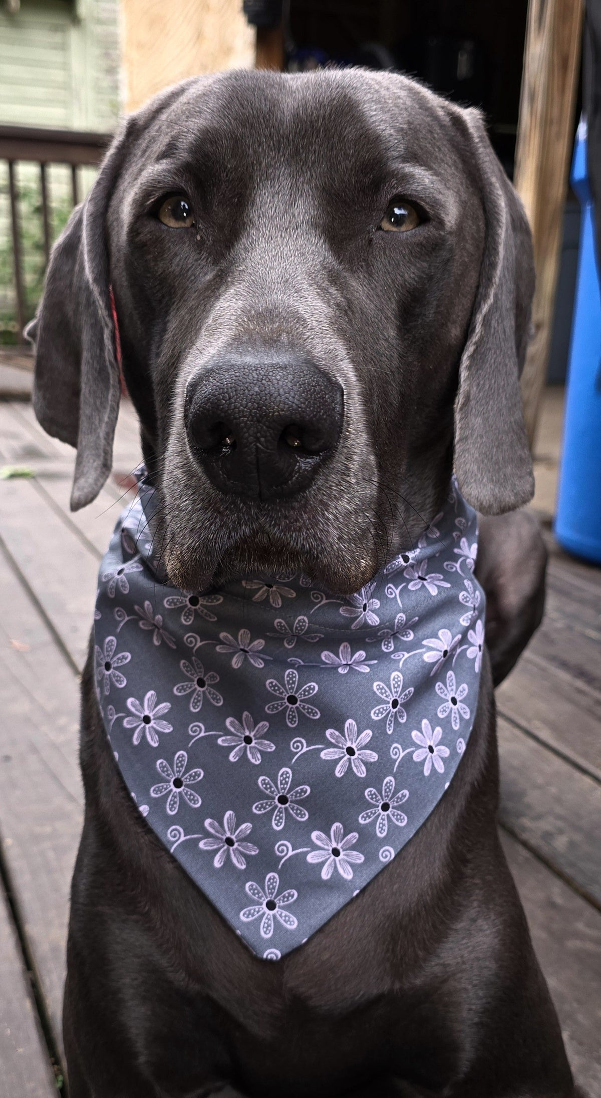 Every Day Dog Bandanas – front view